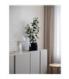 Globen Lighting Fungo 22 klar bordlampe